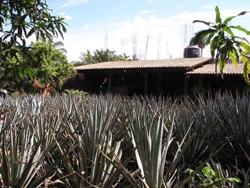 Blue Agave